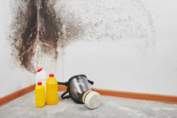 Professional Mold Removal in Valinda, CA