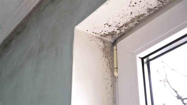 Best Certified Mold Removal  in Valinda, CA