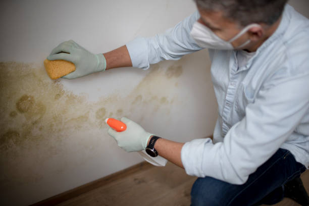 Best Mold Testing  in Valinda, CA
