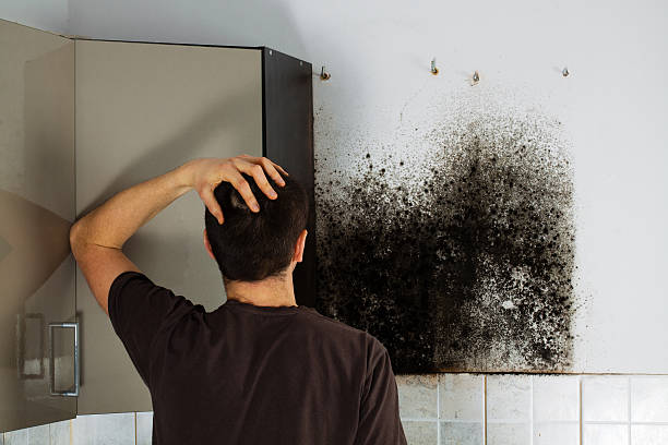 Best Residential Mold Removal  in Valinda, CA