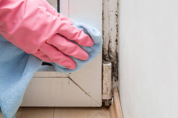 Mold Removal Process in Valinda, CA